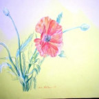 schabbo - Bild 3