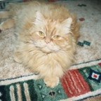 sweet_baby_16 - Bild 3