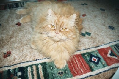 sweet_baby_16 - Bild 3