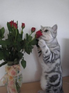Anastasia_T - Bild 5