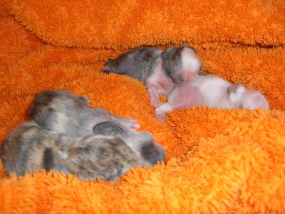 jane84 - Bild 2