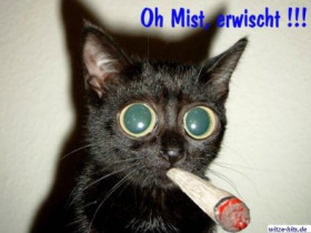 mir_is_fad - Bild 11