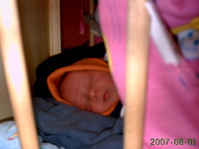 dragonurmel - Bild 5