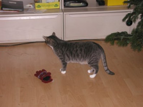 suggargirl - Bild 3