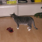 suggargirl - Bild 3
