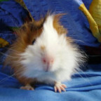 vronisternchen - Bild 5