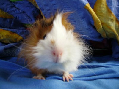 vronisternchen - Bild 5
