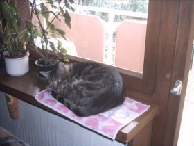 Black_Magic - Bild 6