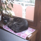Black_Magic - Bild 6