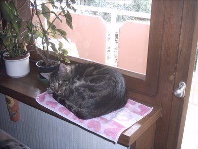Black_Magic - Bild 6