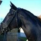 Hafi - Bild 5