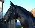 Hafi - Bild 5