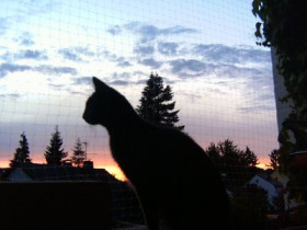 Tayfun - Bild 2