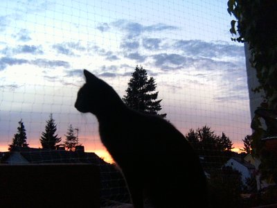 Tayfun - Bild 2