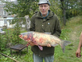 papajoe - Bild 1