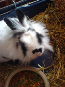 Alaska-Maus - Bild 2