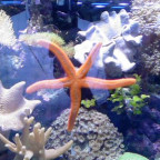 SpongeBob82 - Bild 4