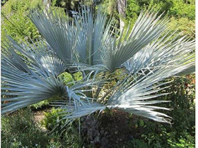 Palme