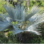 Palme