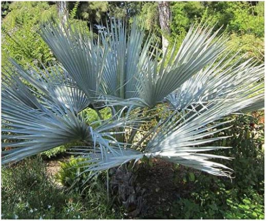 Palme