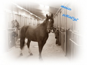 nevio4ever12 - Bild 7