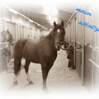 nevio4ever12 - Bild 7