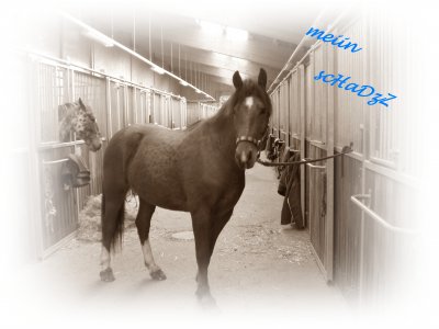 nevio4ever12 - Bild 7